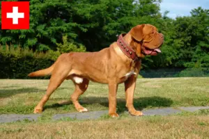 Read more about the article Criadores de Dogue de Bordeaux e cachorros na Suíça