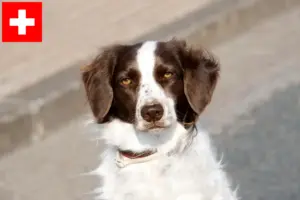 Read more about the article Drentse Patrijshond criadores e cachorros na Suíça