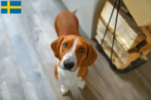 Read more about the article Drever criadores e cachorros na Suécia