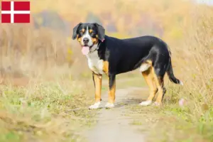 Read more about the article Cão de montanha Entlebuch Criador e cachorros na Dinamarca