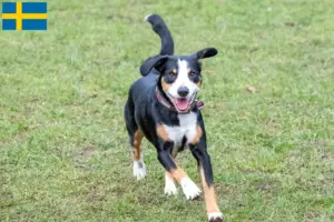 Read more about the article Criador de cães de montanha Entlebuch e cachorros na Suécia
