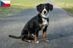Read more about the article Criador de cães de montanha Entlebuch e cachorros na República Checa