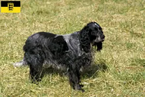 Read more about the article Epagneul Bleu de Picardie criadores e cachorros em Baden-Württemberg