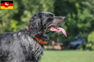 Read more about the article Criadores de Epagneul Bleu de Picardie e cachorros na Baixa Saxónia