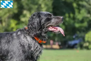 Read more about the article Epagneul Bleu de Picardie criadores e cachorros na Baviera