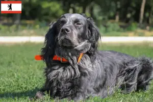 Read more about the article Epagneul Bleu de Picardie criadores e cachorros em Berlim