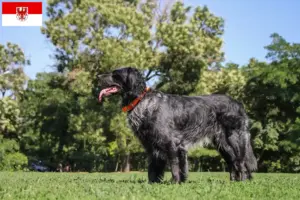 Read more about the article Epagneul Bleu de Picardie criadores e cachorros em Brandenburg