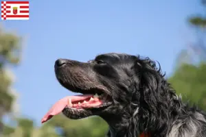 Read more about the article Epagneul Bleu de Picardie criadores e cachorros em Bremen
