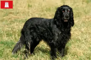 Read more about the article Epagneul Bleu de Picardie criadores e cachorros em Hamburgo