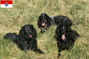 Read more about the article Epagneul Bleu de Picardie criadores e cachorros em Hessen