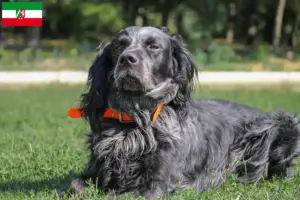 Read more about the article Criadores de Epagneul Bleu de Picardie e cachorros na Renânia do Norte-Vestefália
