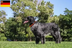 Read more about the article Criadores de Epagneul Bleu de Picardie e cachorros na Renânia-Palatinado