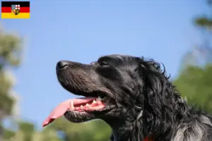 Read more about the article Criadores de Epagneul Bleu de Picardie e cachorros no Sarre