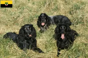 Read more about the article Criadores de Epagneul Bleu de Picardie e cachorros na Saxónia-Anhalt