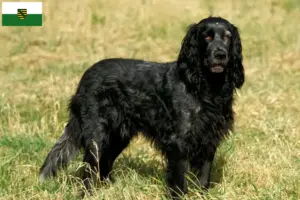 Read more about the article Criadores de Epagneul Bleu de Picardie e cachorros na Saxónia