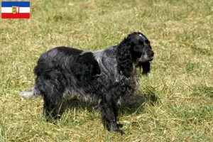 Read more about the article Criadores de Epagneul Bleu de Picardie e cachorros em Schleswig-Holstein