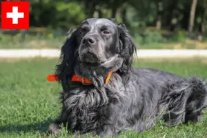 Read more about the article Epagneul Bleu de Picardie criadores e cachorros na Suíça