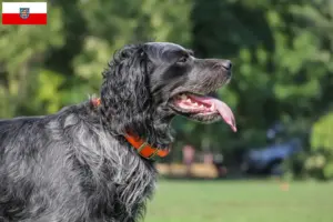 Read more about the article Criadores de Epagneul Bleu de Picardie e cachorros na Turíngia