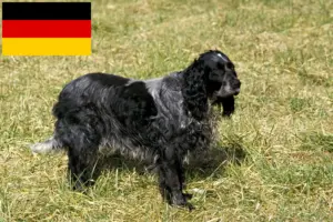 Read more about the article Epagneul Bleu de Picardie criadores e cachorros na Alemanha