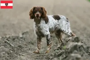 Read more about the article Epagneul Breton criadores e cachorros na Áustria