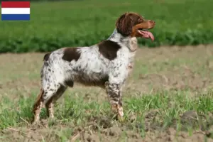 Read more about the article Criadores e cachorros de Epagneul Breton nos Países Baixos
