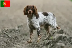 Read more about the article Epagneul Breton criadores e cachorros em Portugal
