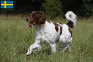 Read more about the article Epagneul Breton criadores e cachorros na Suécia