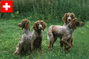 Read more about the article Epagneul de Pont-Audemer criadores e cachorros na Suíça