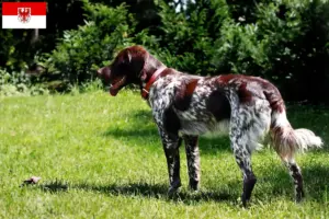 Read more about the article Épagneul français criadores e cachorros em Brandenburg
