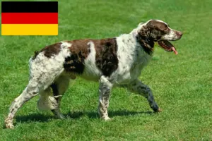 Read more about the article Épagneul français criadores e cachorros na Alemanha