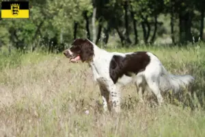 Read more about the article Criadores de Épagneul français e cachorros em Baden-Württemberg