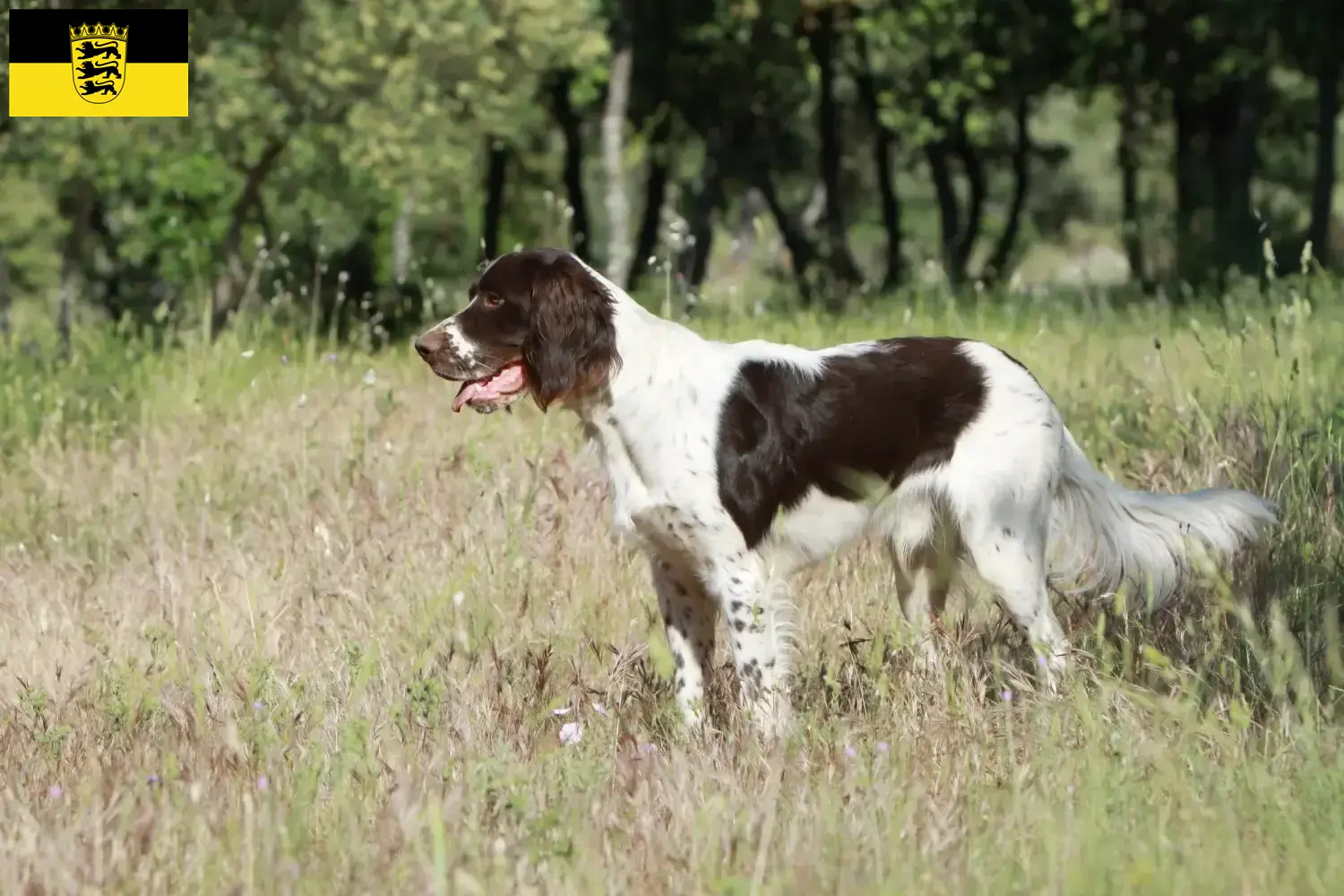 Épagneul français cachorros e criadores Baden-Württemberg Aqui pode encontrar criadores de Épagneul français em Baden-Württemberg.