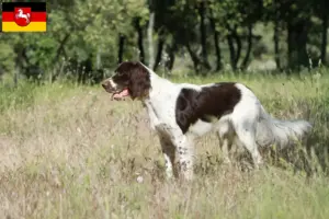 Read more about the article Criadores de Épagneul français e cachorros na Baixa Saxónia