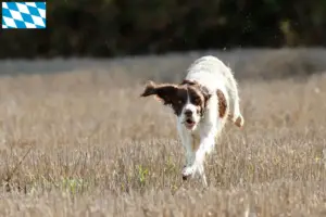 Read more about the article Épagneul français criadores e cachorros na Baviera