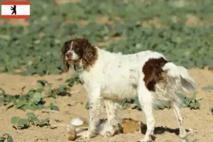 Read more about the article Épagneul français criadores e cachorros em Berlim