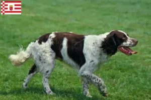 Read more about the article Épagneul français criadores e cachorros em Bremen
