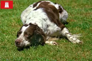Read more about the article Criadores de Épagneul français e cachorros em Hamburgo