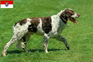 Read more about the article Épagneul français criadores e cachorros em Hessen