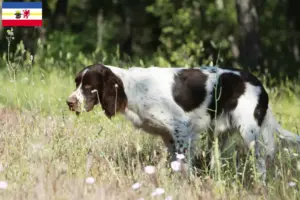 Read more about the article Criadores de Épagneul français e cachorros em Mecklenburg-Vorpommern