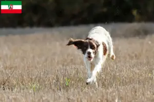 Read more about the article Criadores de Épagneul français e cachorros na Renânia do Norte-Vestefália