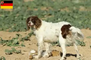 Read more about the article Criadores de Épagneul français e cachorros na Renânia-Palatinado