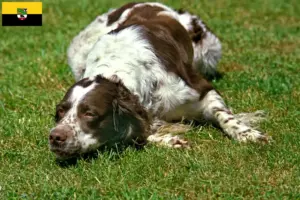 Read more about the article Criadores de Épagneul français e cachorros na Saxónia-Anhalt