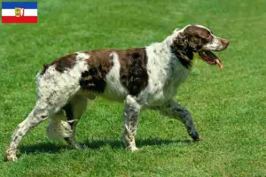 Read more about the article Criadores de Épagneul français e cachorros em Schleswig-Holstein