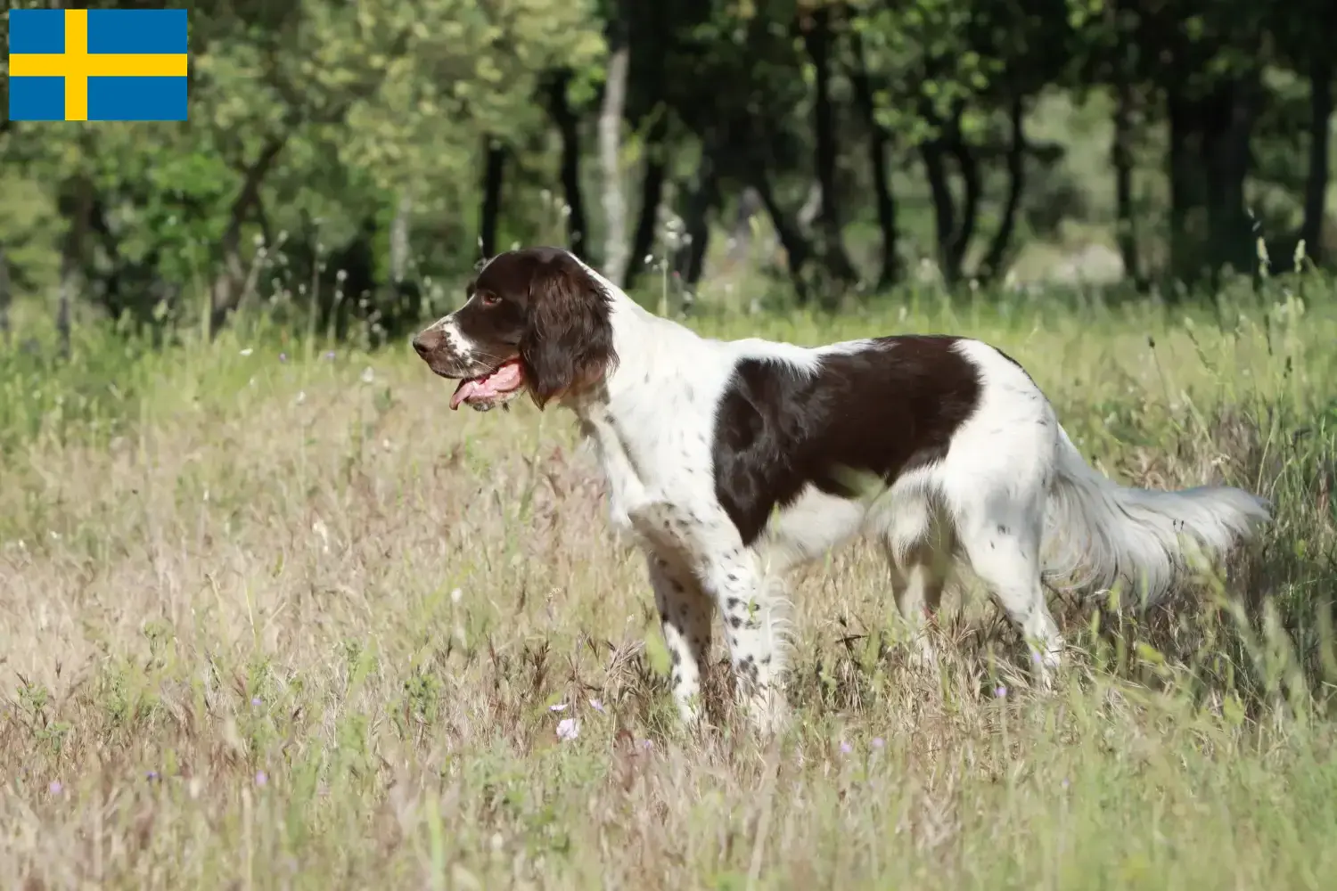 Read more about the article Épagneul français criadores e cachorros na Suécia