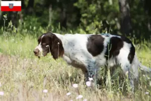 Read more about the article Criadores de Épagneul français e cachorros na Turíngia