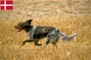 Read more about the article Criadores de Épagneul Picard e cachorros na Dinamarca