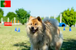 Read more about the article Criadores de Eurasier e cachorros em Portugal