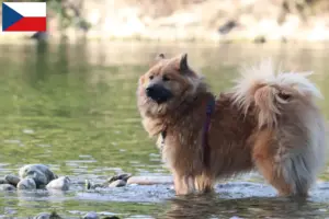 Read more about the article Criadores de Eurasier e cachorros na República Checa