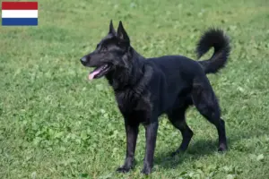 Read more about the article Criador de cães de pastor da Europa de Leste e cachorros nos Países Baixos