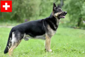 Read more about the article Criador de cães de pastor da Europa de Leste e cachorros na Suíça